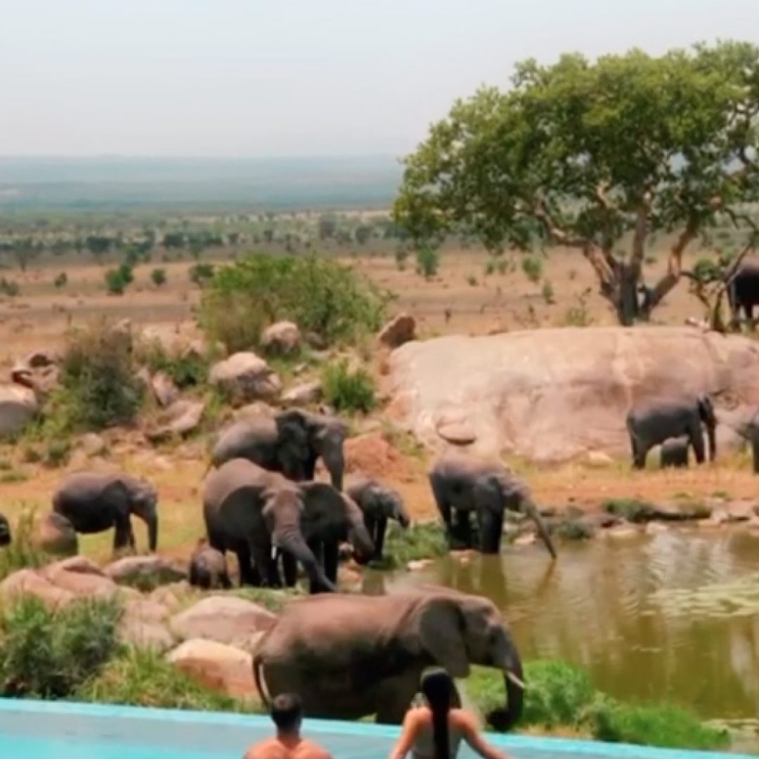 Deux personnes se tenant par la main dans une piscine à débordement surplombant un troupeau d'éléphants près d'un point d'eau, dans un paysage naturel.
